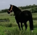 Miller summer.jpg Miller summer.jpg