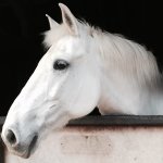 BF5B9892-8CCC-4D8A-851E-4A49A1FE9686.jpeg BF5B9892-8CCC-4D8A-851E-4A49A1FE9686.jpeg