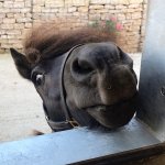 AF02AB37-B230-4819-9931-4C637C200C7B.jpeg AF02AB37-B230-4819-9931-4C637C200C7B.jpeg