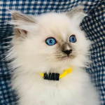 3C0DAF38-D458-419F-AB74-F38BE4647581.png 3C0DAF38-D458-419F-AB74-F38BE4647581.png