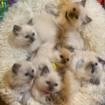 4310E1DA-8CA9-49E4-91DC-31598B27CF7A.png 4310E1DA-8CA9-49E4-91DC-31598B27CF7A.png