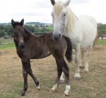 Dawn with Lightly.jpg Dawn with Lightly.jpg