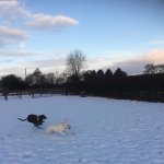 Saffy and Honey in the snow.jpg