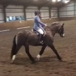 A ted first dressage.jpg