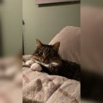 90CF4328-3985-4480-B09E-13EFF4522613.jpeg 90CF4328-3985-4480-B09E-13EFF4522613.jpeg