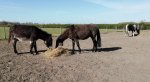 Eating hay in loafing area (600 x 328).jpg