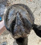 IMG_2153 (1).jpg IMG_2153 (1).jpg