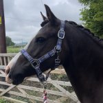 DCE0AFC6-7BD4-4039-9DCC-E67BABF883D0.jpeg DCE0AFC6-7BD4-4039-9DCC-E67BABF883D0.jpeg