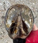 F147C99A-CA59-4DDB-82D6-8D58A2AF32E9.jpeg F147C99A-CA59-4DDB-82D6-8D58A2AF32E9.jpeg