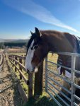 Ex police horse looking forward to the show.JPG