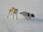 bonnie hovering in snow.jpg