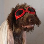 1928818_557655733278_835_n.jpg 1928818_557655733278_835_n.jpg