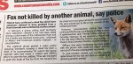 Fox not killed.jpg