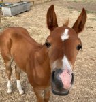 boop cropped low res.jpg