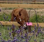 apsen bird box cropped thumbnail.jpg