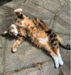 1660211910721.png 1660211910721.png