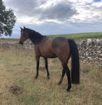 999CBC94-078C-4B19-8DAE-74CEC30368AA.jpeg 999CBC94-078C-4B19-8DAE-74CEC30368AA.jpeg