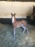 raf foal.jpg