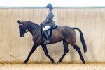 Rose Strourport Riding horse Class March 20.jpeg