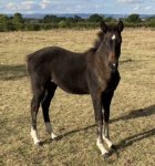 F138B400-B47D-4D5B-92F5-FEA97927F054.jpeg F138B400-B47D-4D5B-92F5-FEA97927F054.jpeg