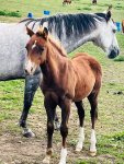 fluffy foal sept 22.jpg fluffy foal sept 22.jpg