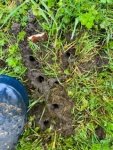 beetle holes.jpg