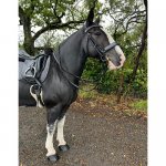 5283564F-4FD6-4AA9-AA04-39124E49313B.jpeg 5283564F-4FD6-4AA9-AA04-39124E49313B.jpeg