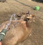 973AE96B-58BC-42BA-99D7-3E9E126EDA1A.jpeg 973AE96B-58BC-42BA-99D7-3E9E126EDA1A.jpeg