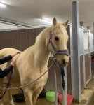 F0FD5D72-8BE1-4125-99F2-1FA2F48D4374.jpeg F0FD5D72-8BE1-4125-99F2-1FA2F48D4374.jpeg