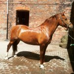 10888363_10152758590196875_6265186025217729866_n.jpg 10888363_10152758590196875_6265186025217729866_n.jpg