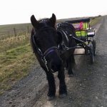 Reiver plus carriage.jpg Reiver plus carriage.jpg