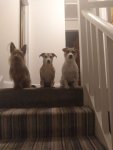 3 dogs small.jpg