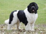 1-newfoundland-dog-jean-michel-labat.jpg