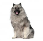 BREED Hero_0076_keeshond.jpg