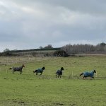 18CCB6A5-DD21-4A99-92D7-D665537E4248.jpeg 18CCB6A5-DD21-4A99-92D7-D665537E4248.jpeg