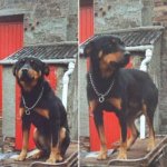 68F4C9B8-F516-4A07-A79D-24832F1FD175.jpeg 68F4C9B8-F516-4A07-A79D-24832F1FD175.jpeg