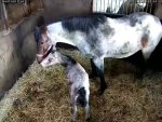 Ruby's foal.jpg