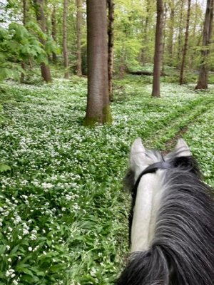 4962A079-705A-4E52-9671-0FD512ECA6EE.jpeg 4962A079-705A-4E52-9671-0FD512ECA6EE.jpeg