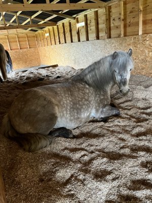 331943B5-E5CD-4106-8CEE-42035EBB9845.jpeg 331943B5-E5CD-4106-8CEE-42035EBB9845.jpeg