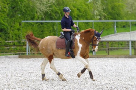 Paloma.jpg Paloma.jpg