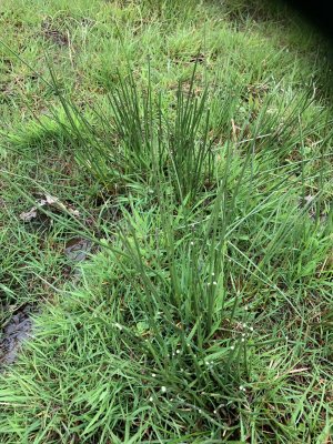 Paddock Reeds Paddock maintenance - spraying reeds | Horse and Hound Forum