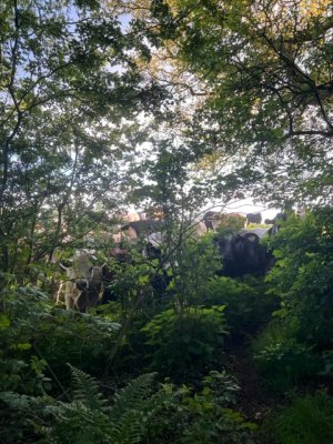 IMG_5685.jpeg IMG_5685.jpeg