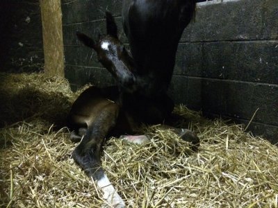 bingo and mum just born.jpg