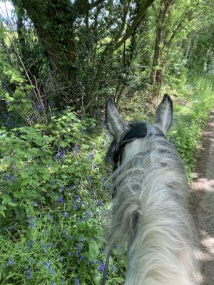 IMG_4356.jpeg IMG_4356.jpeg