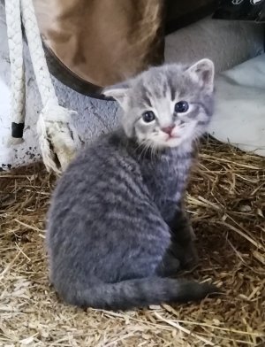 Kitten 3 weeks.jpg