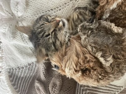 56F0C56C-5104-4E2B-AB0D-4C8B7E9CAD2B.jpeg 56F0C56C-5104-4E2B-AB0D-4C8B7E9CAD2B.jpeg