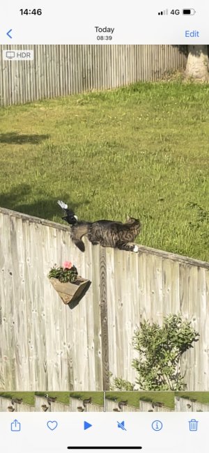 AF4878D2-5400-4DE5-9FD0-072FE499F172.jpg AF4878D2-5400-4DE5-9FD0-072FE499F172.jpg