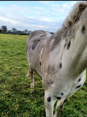 Screenshot_20230607_193541_Gallery.jpg Screenshot_20230607_193541_Gallery.jpg