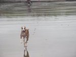 Alf beach.jpg