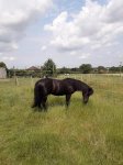 Jingo in the grass.jpg